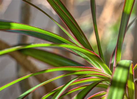 dracaena marginata watering